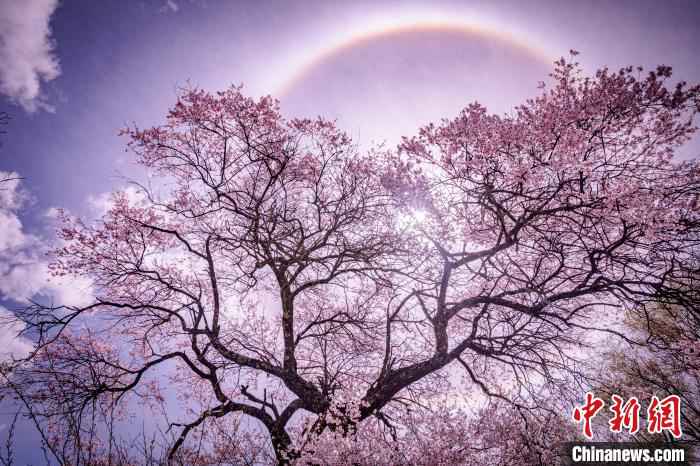 图为林芝桃花景色。资料图 张静 摄 西藏所有景点仍暂停接客